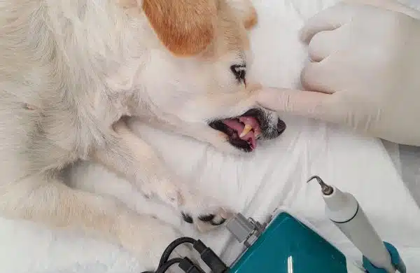 Οδοντιατρικό