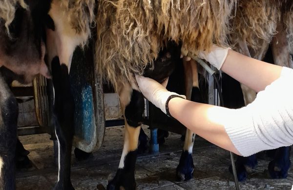 Υπερηχοτομογραφική Διάγνωση Εγκυμοσύνης